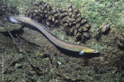 Eel fish (anguilla anguilla) in the beautiful clean river. Underwater shot in the river. Wild life animal. Eel in the nature habitat with nice background. photo