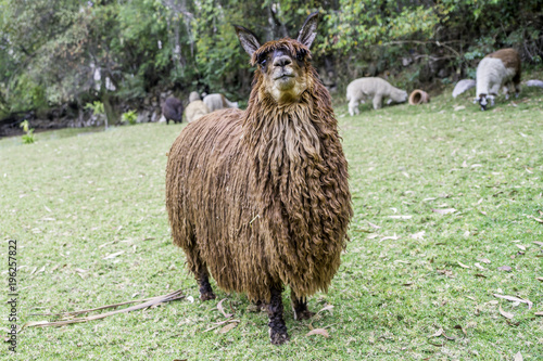 Exotic suri alpaca in the peruvian andes