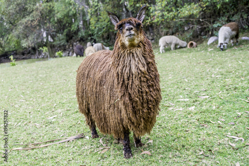 Exotic suri alpaca in the peruvian andes photo