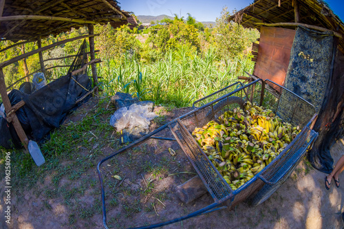 Outdoor view of a metallic hay cart full of little bananas inside of tropical rainforest in Chiang Mai Province  Thailand