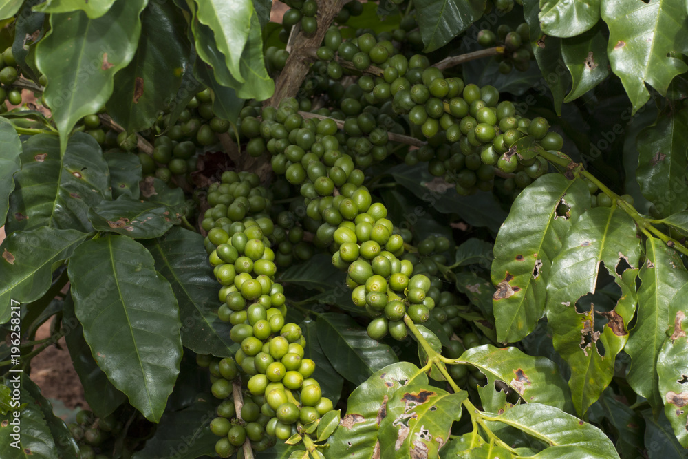 Coffee plantation farm in Brazil 