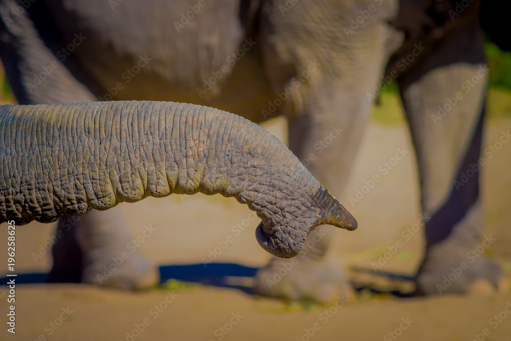 Naklejka premium Close up of a trunk of elephant waiting for food in a Jungle Sanctuary in Chiang Mai