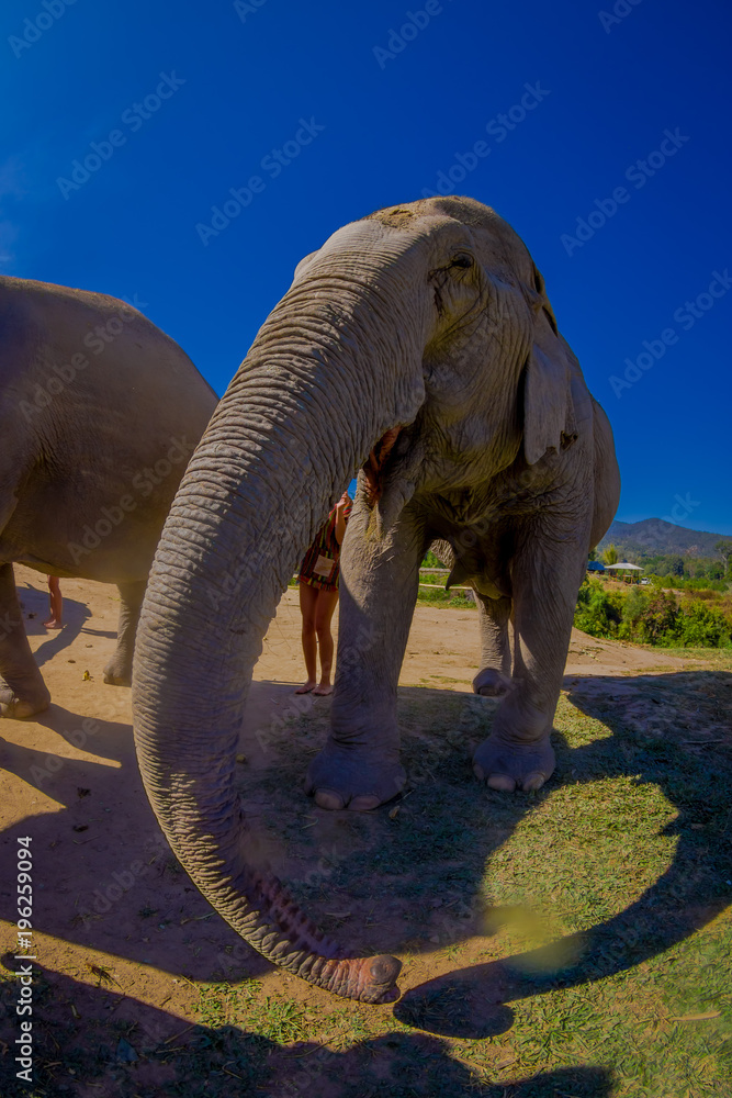 Fototapeta premium Front view of beautiful huge elephant Jungle Sanctuary in Chiang Mai, in a gorgeous sunny day with blue sky