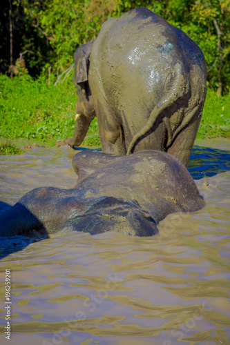 Outdoor view of huge Elephants taking a bath with mud in Jungle Sanctuary, Elephant spa, Enjoy bathing in Chang Mai