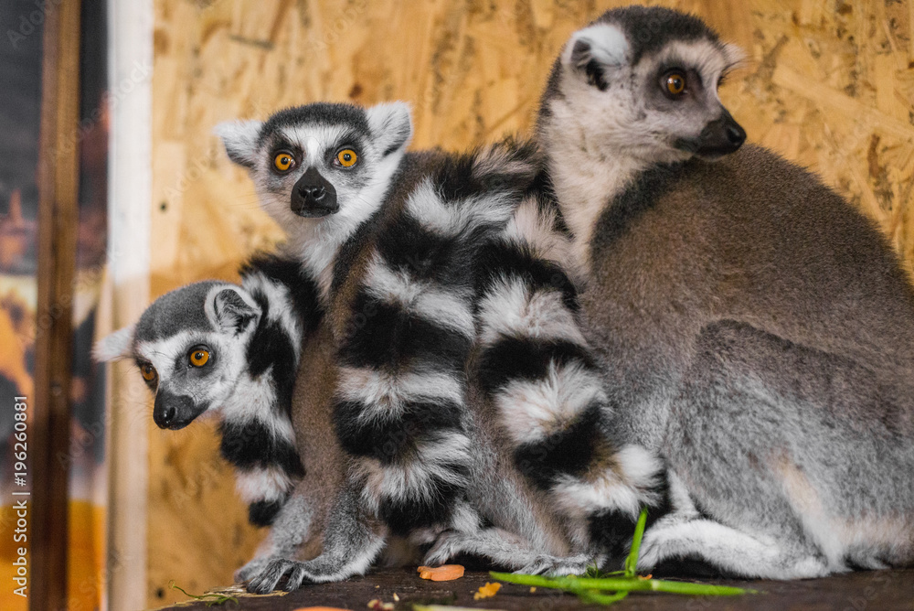 Obraz premium three lemurs look at the frame