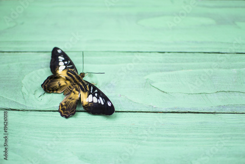 tropical butterfly on a green wooden surface photo