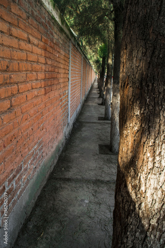 Trees in the park with the brick wall.