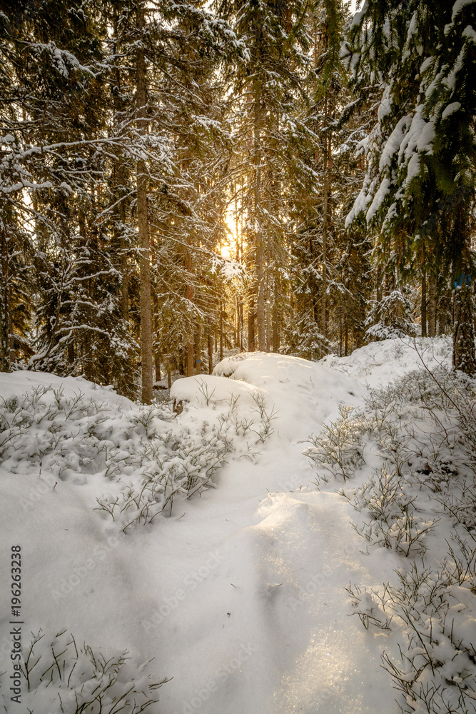 forest path in a snowy forest in Sweden with the sun in the background forest path in a snowy forest in Sweden with the sun in the background