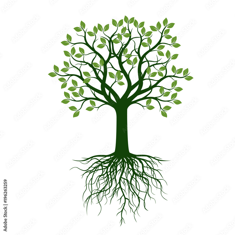 Green Tree with Leaves and Roots. Vector Illustration and graphic element. Green Tree with Leaves and Roots. Vector Illustration and graphic element.