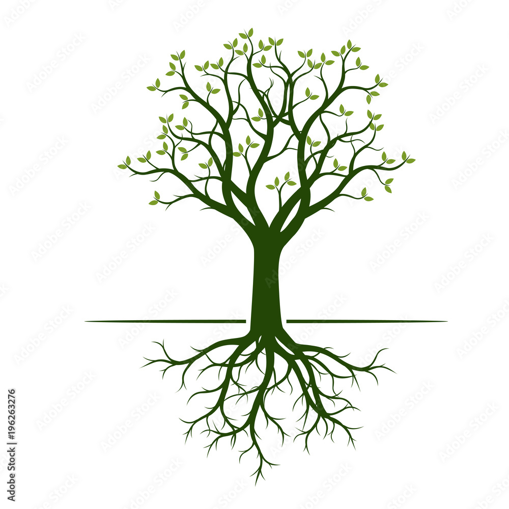 Green Tree with Leaves and Roots. Vector Illustration and graphic element. Green Tree with Leaves and Roots. Vector Illustration and graphic element.