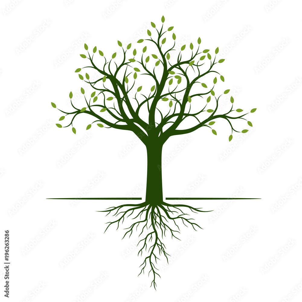 Green Tree with Leaves and Roots. Vector Illustration and graphic element. Green Tree with Leaves and Roots. Vector Illustration and graphic element.