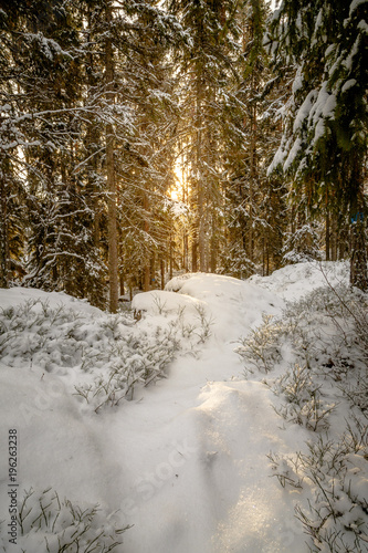 forest path in a snowy forest in Sweden with the sun in the background