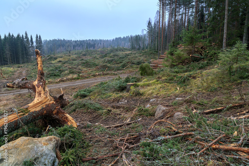 harvested forest with a stump in the foreground and trees in the background