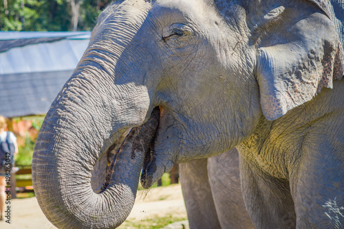 Close up of elephant s head with his trunk inside of the mouth in the elephant Jungle Sanctuary in Chiang Mai photo