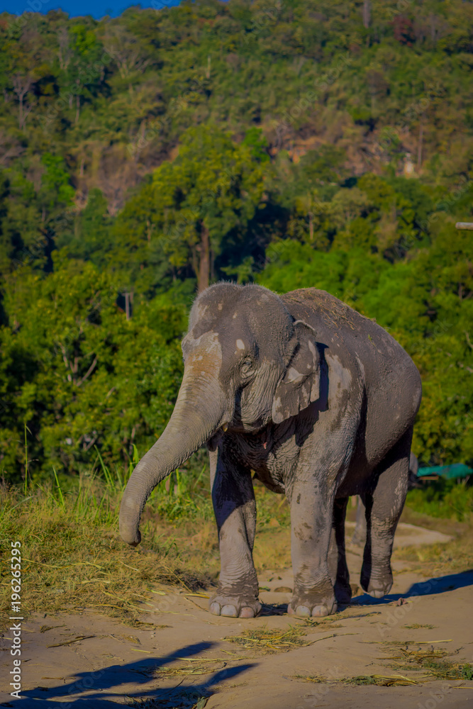 Obraz premium Outdoor view of a young elephant walking in the nature, in Elephant jungle Sanctuary, with a forest behind, in Chiang