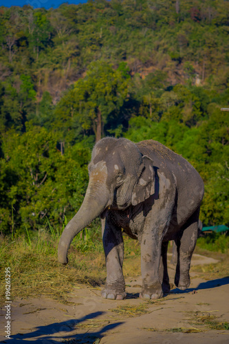 Outdoor view of a young elephant walking in the nature  in Elephant jungle Sanctuary  with a forest behind  in Chiang