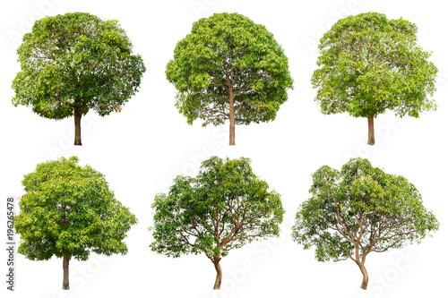 tree collection set isolated on white background.