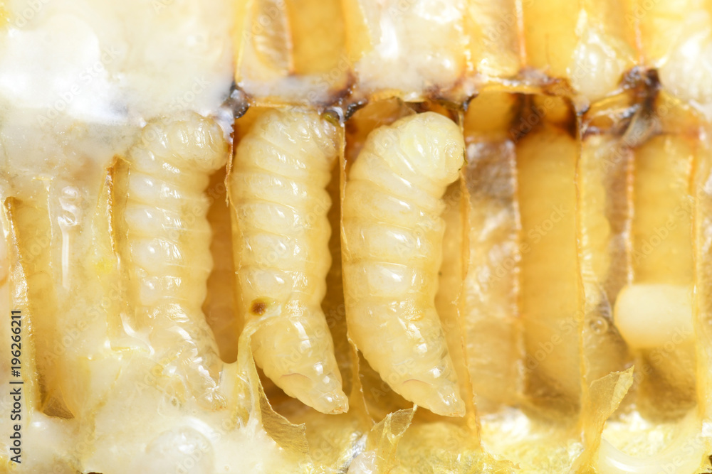 Larva Honey Bee in Bee hive.