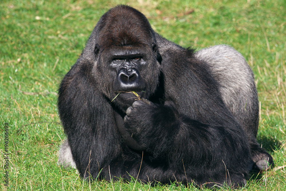 Gorilla in the grass