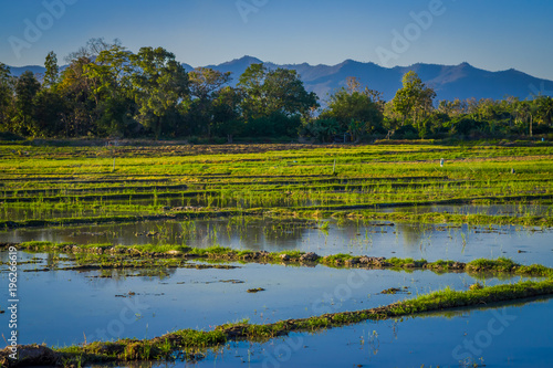 Beautiful outdoor view fo fields plantation of rice located at the Golden Triangle. Place on the Mekong River, which borders three countries - Thailand, Myanmar and Laos photo