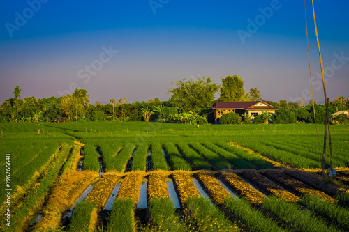 Outdoor view fo fields plantation of rice located at the Golden Triangle. Place on the Mekong River, which borders three countries - Thailand, Myanmar and Laos photo