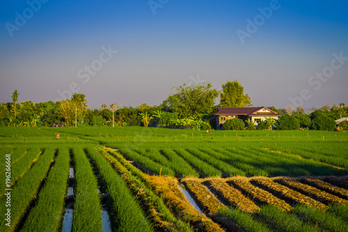 Outdoor view fo fields plantation of rice located at the Golden Triangle. Place on the Mekong River, which borders three countries - Thailand, Myanmar and Laos photo