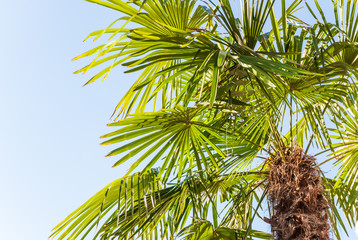 Wandcirkels Palmboom Sabal palmetto tegen heldere hemel  © aleoks