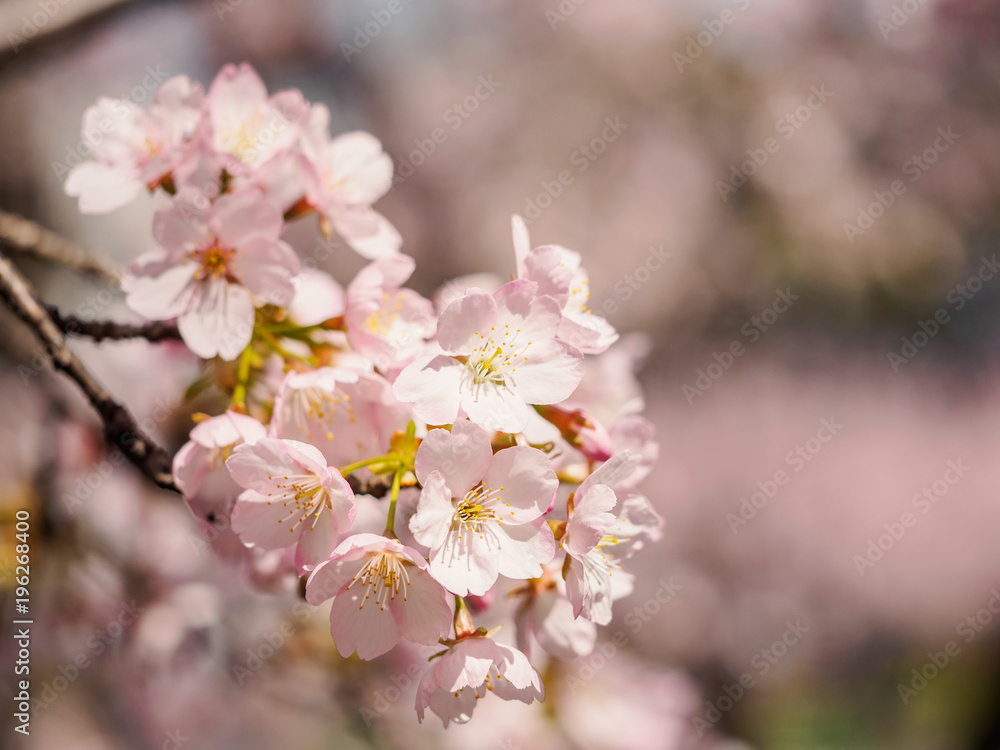 Spring flowers series, Cherry blossom in full bloom on nature background. Cherry flowers in small clusters on a cherry tree branch, fading in to white. Shallow depth of field. Focus on center flowers.