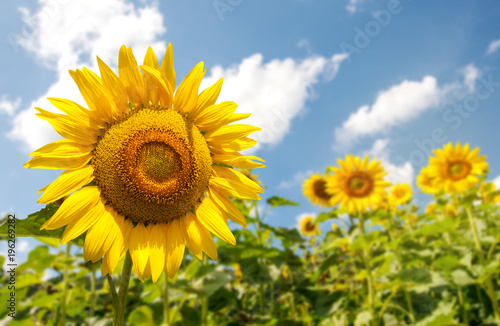 Beautiful scenery of the Sunflower field blooming against in a bright day time.