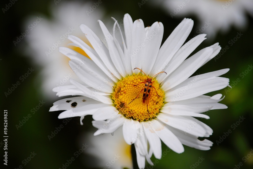 Obraz premium Ragged Daisy