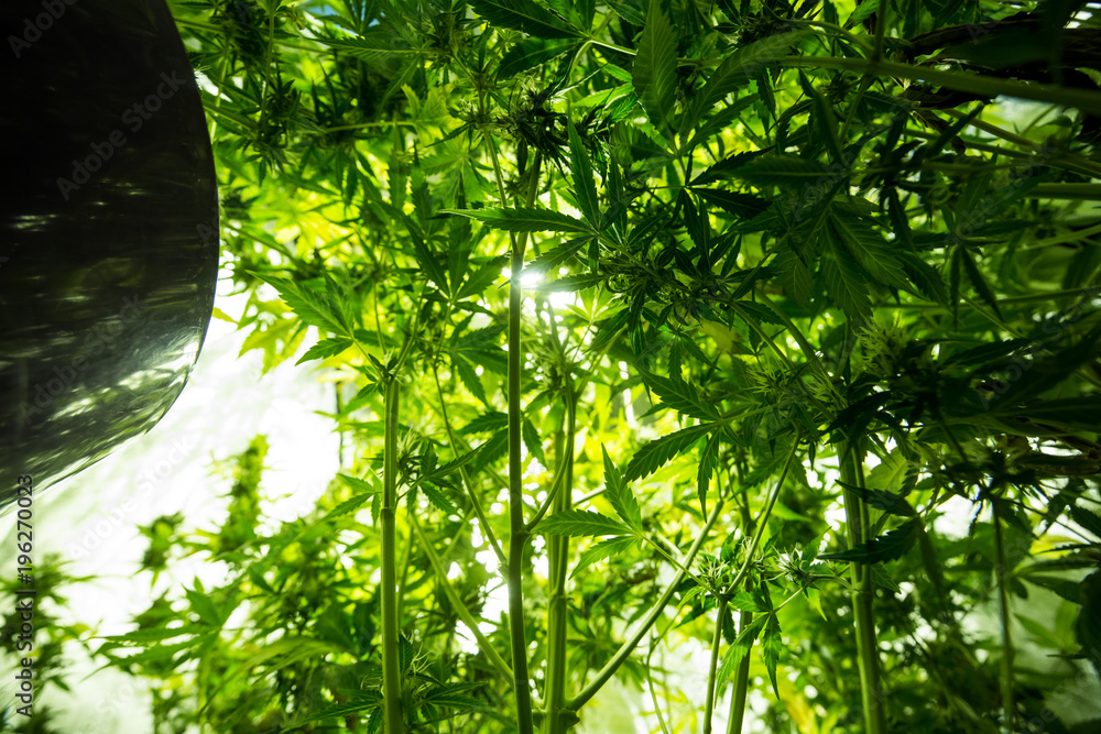 Fototapeta premium Marijuana cultivation indoor growing, Cannabis plants in grow box