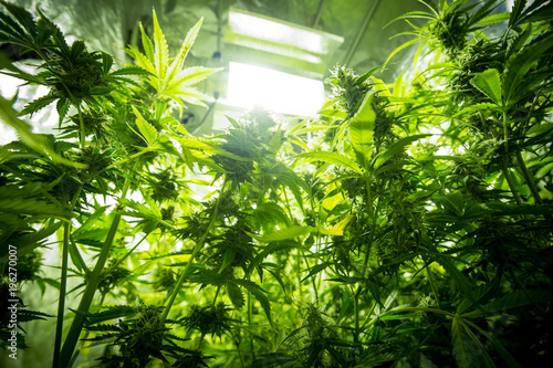 Cannabis cultivation indoor growing  Marijuana plants in grow box