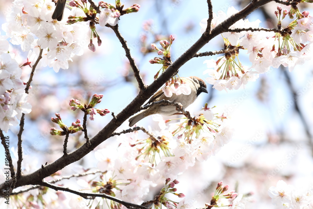 桜の風景 桜の風景