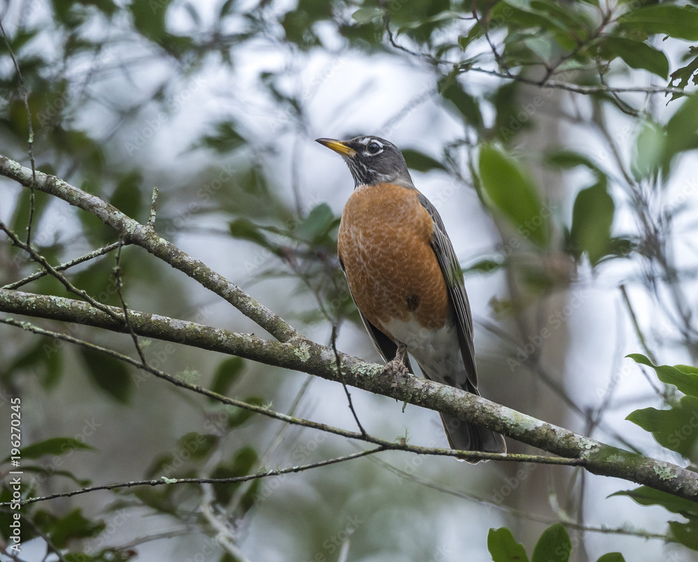 Common Robin perched in Oak tree Common Robin perched in Oak tree