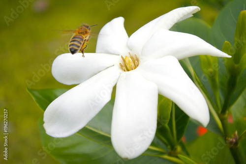 Honey Bee landing on Tiare Maori flower in Rarotonga Cook Islands