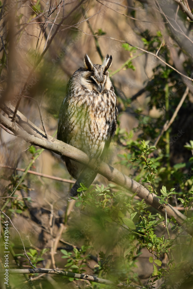Fototapeta premium トラフズク