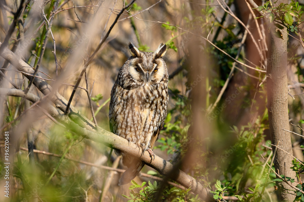 Obraz premium トラフズク