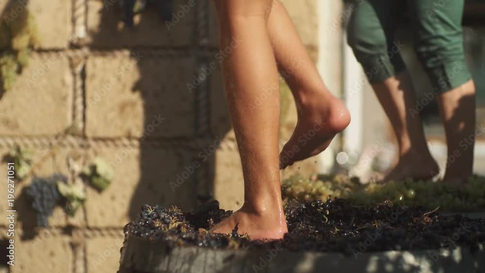 Two pair of unrecognizable men feet stomps grapes at winery making wine, close up sunny summer day outdoors Two pair of unrecognizable men feet stomps grapes at winery making wine, close up sunny summer day outdoors