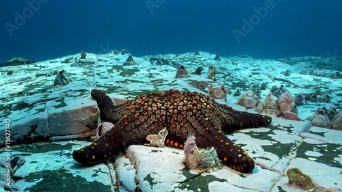 Starfish in remote offshore Malpelo Island, UNESCO World Heritage Site in Colombia photo