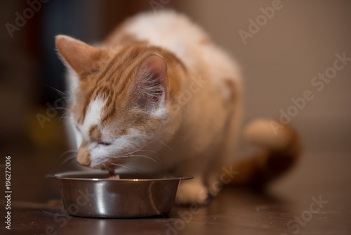 Cat eating from silver bowl