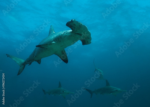 Scalloped Hammerhead Sharks in remote offshore Malpelo Island, UNESCO World Heritage Site in Colombia photo