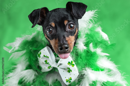 MinPin Dog St. Patricks Day photo