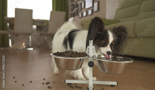 Dog Papillon drinks clean water from a metal bowl on a stand in living room