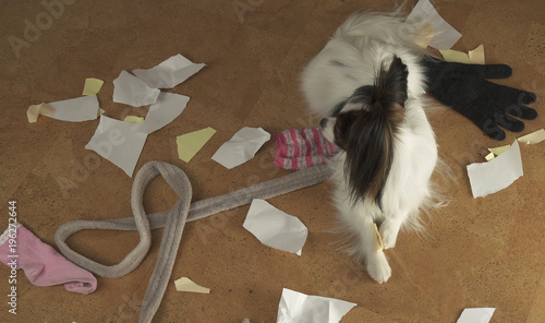 Dog Papillon arranged a pogrom in house scattered things and tore the paper photo