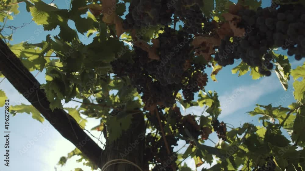 Grape vine with berries hanging on wooden supports at vinery, leaves shakes on wind, sunny summer day, pan shot Grape vine with berries hanging on wooden supports at vinery, leaves shakes on wind, sunny summer day, pan shot