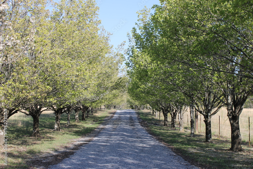 Spring season at the country lonely road Spring season at the country lonely road