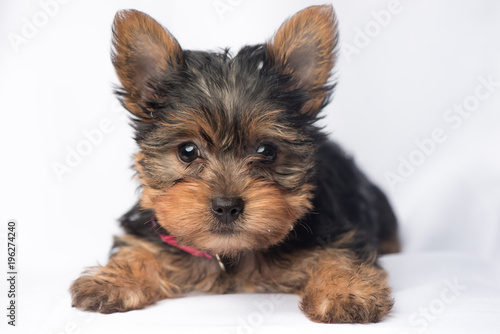 yorkie Puppy White Background