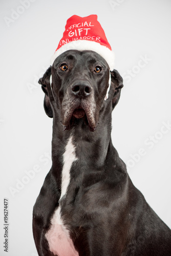Serious Great Dane Wearing Christmas Hat