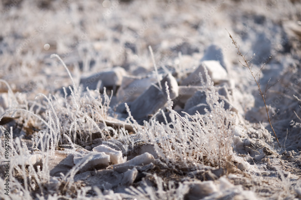 grass in the frost, morning frost grass in the frost, morning frost
