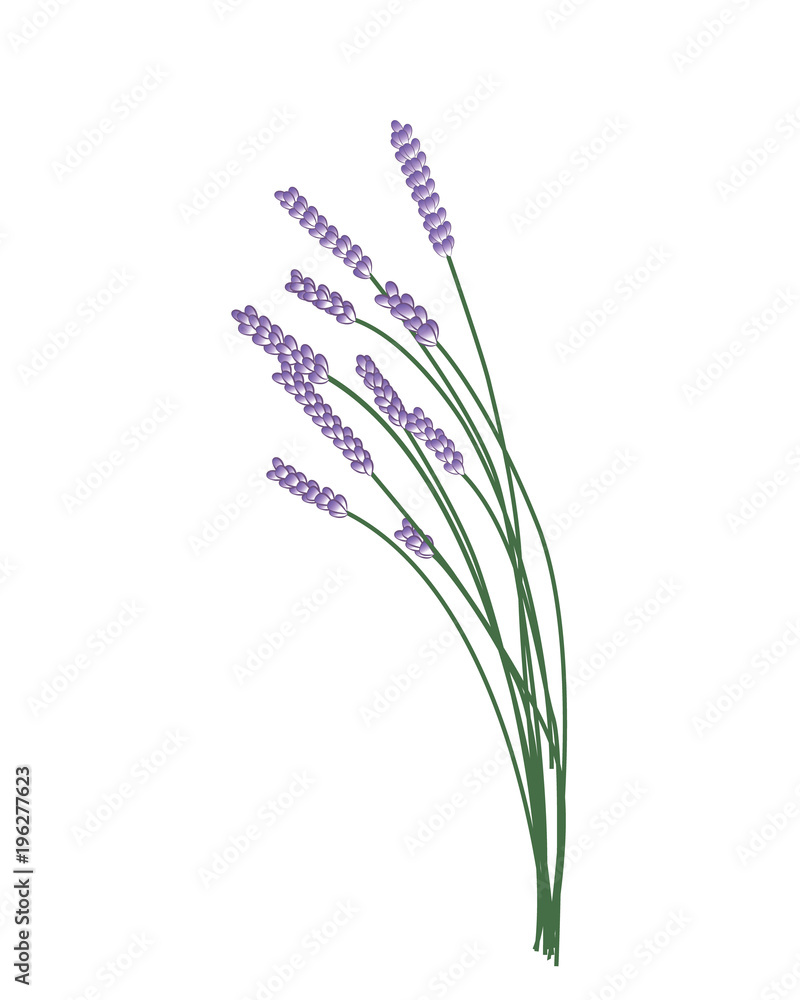Bunch of Lavander Bunch of Lavander